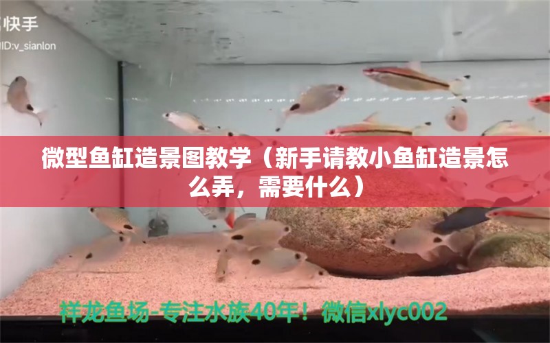 微型鱼缸造景图教学（新手请教小鱼缸造景怎么弄，需要什么）