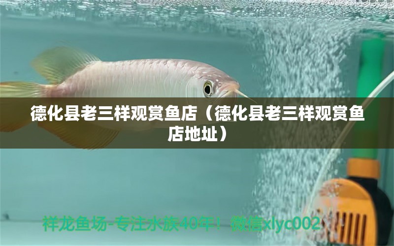 德化县老三样观赏鱼店（德化县老三样观赏鱼店地址） 全国水族馆企业名录