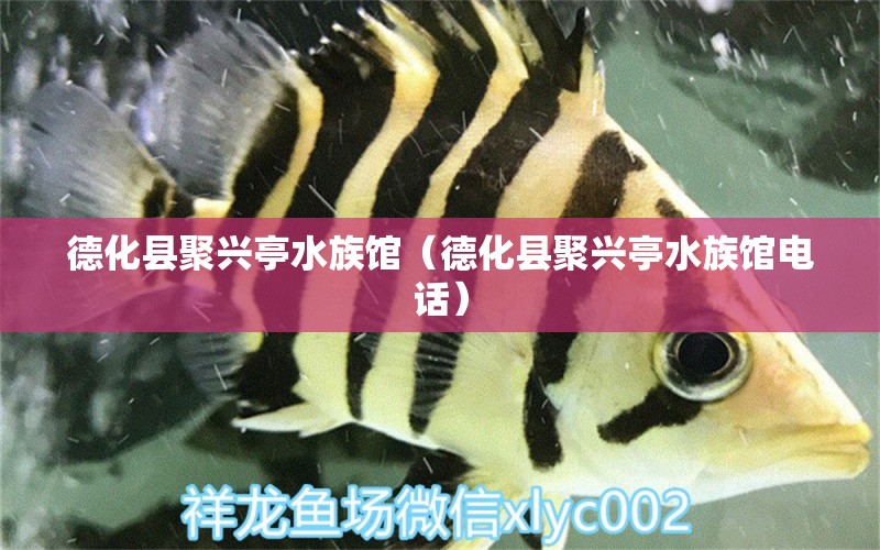 德化县聚兴亭水族馆（德化县聚兴亭水族馆电话）