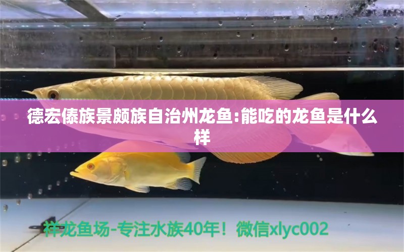 德宏傣族景颇族自治州龙鱼:能吃的龙鱼是什么样