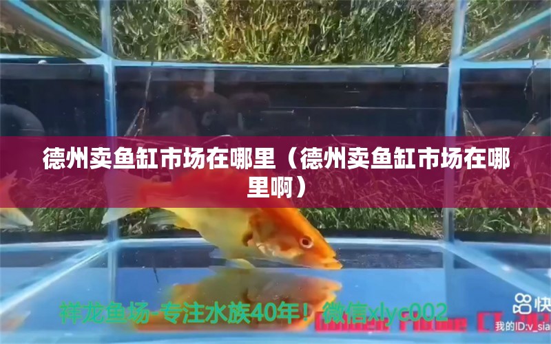 德州卖鱼缸市场在哪里（德州卖鱼缸市场在哪里啊）