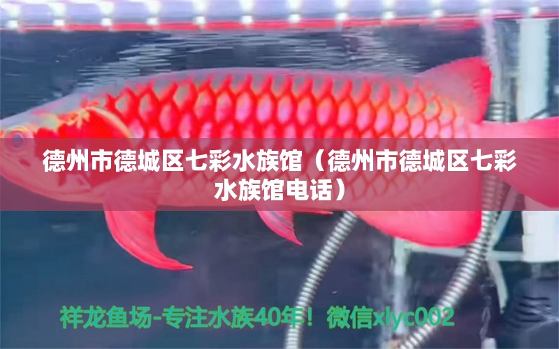 德州市德城区七彩水族馆（德州市德城区七彩水族馆电话） 全国水族馆企业名录