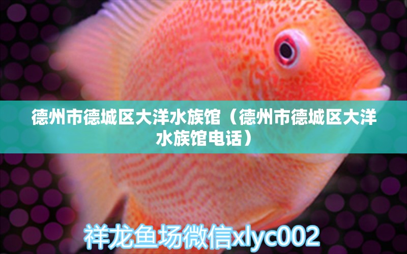 德州市德城区大洋水族馆（德州市德城区大洋水族馆电话）