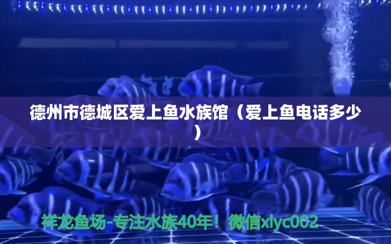 德州市德城区爱上鱼水族馆（爱上鱼电话多少） 全国水族馆企业名录