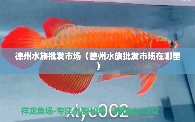 德州水族批发市场（德州水族批发市场在哪里）