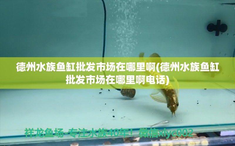 德州水族鱼缸批发市场在哪里啊(德州水族鱼缸批发市场在哪里啊电话)