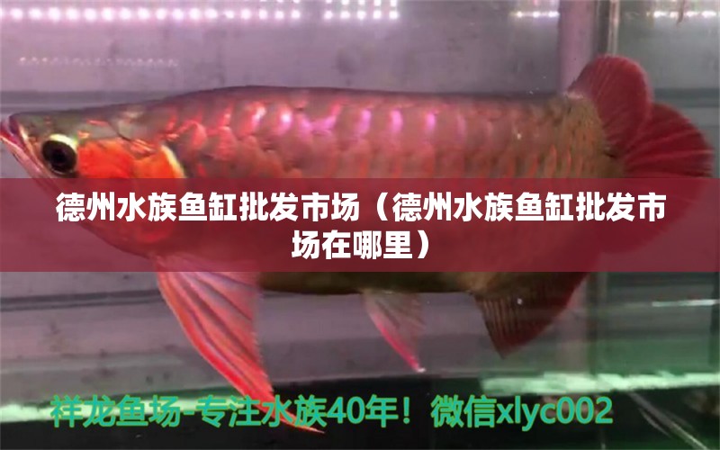 德州水族鱼缸批发市场（德州水族鱼缸批发市场在哪里） 其他品牌鱼缸