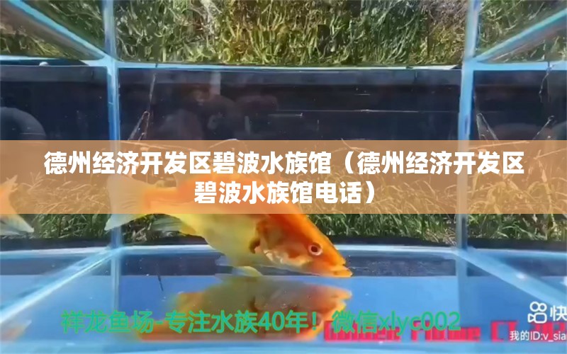 德州经济开发区碧波水族馆（德州经济开发区碧波水族馆电话）