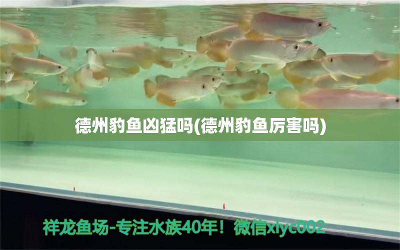 德州豹鱼凶猛吗(德州豹鱼厉害吗)