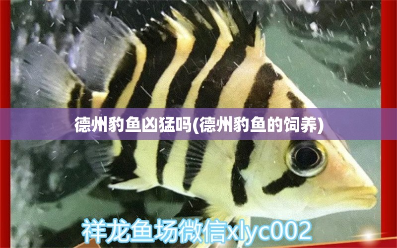 德州豹鱼凶猛吗(德州豹鱼的饲养)