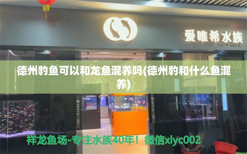 德州豹鱼可以和龙鱼混养吗(德州豹和什么鱼混养) 黄金河虎鱼 第1张