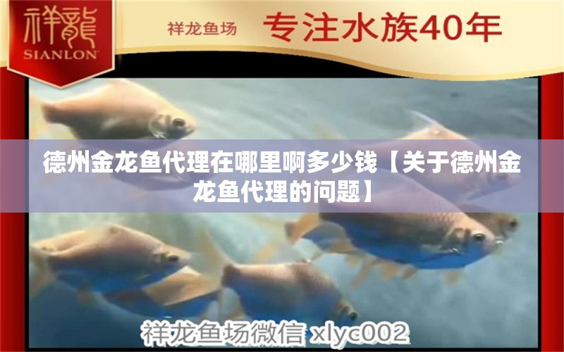 德州金龙鱼代理在哪里啊多少钱【关于德州金龙鱼代理的问题】 水族问答 第2张