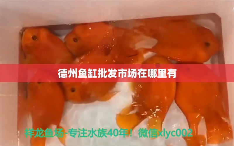 德州鱼缸批发市场在哪里有 祥龙鱼场