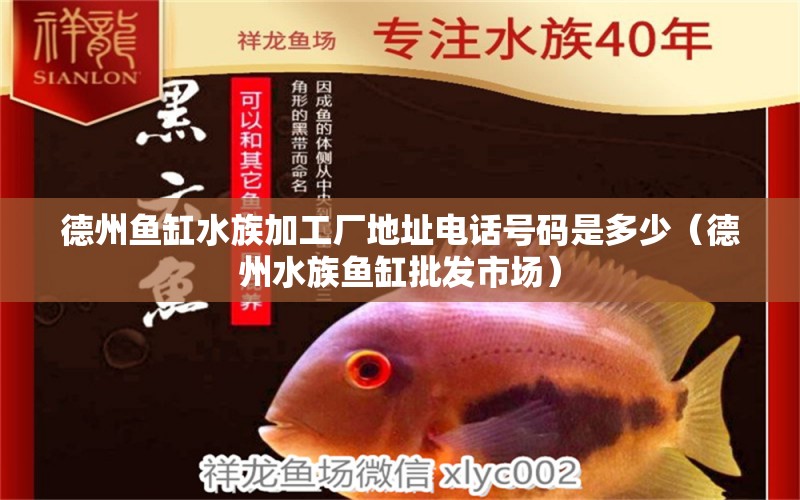 德州鱼缸水族加工厂地址电话号码是多少（德州水族鱼缸批发市场） 狗头鱼