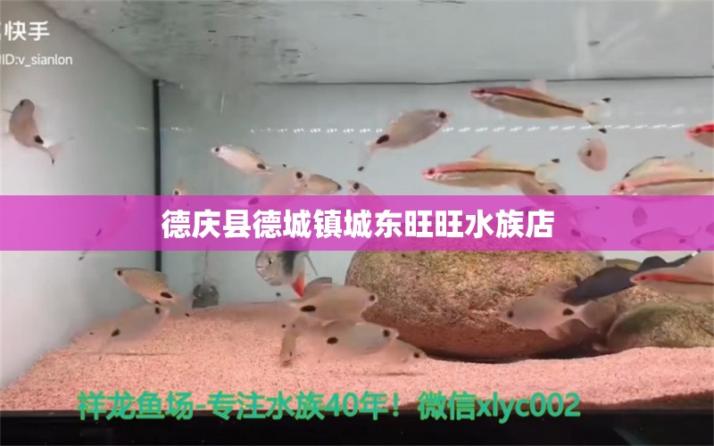 德庆县德城镇城东旺旺水族店 全国水族馆企业名录