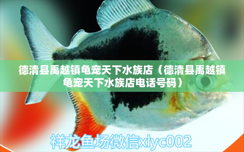 德清县禹越镇龟宠天下水族店（德清县禹越镇龟宠天下水族店电话号码）