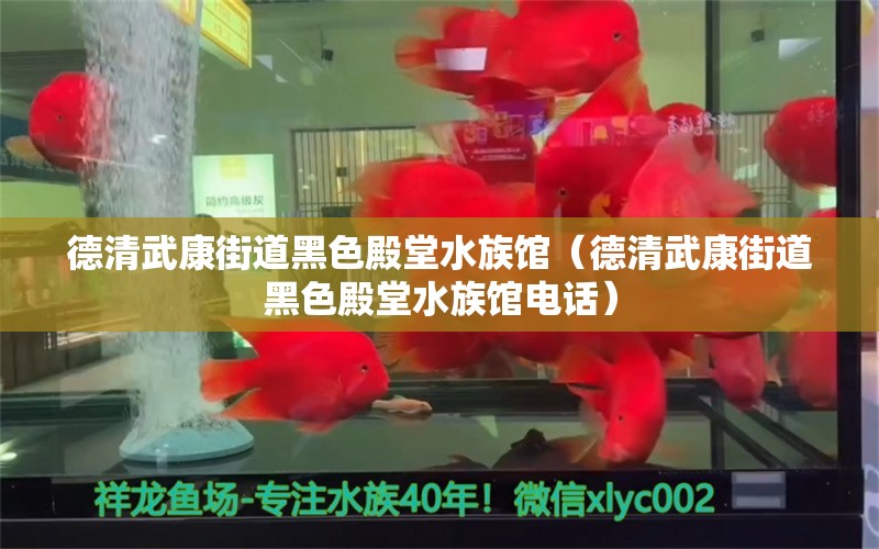 德清武康街道黑色殿堂水族馆（德清武康街道黑色殿堂水族馆电话）