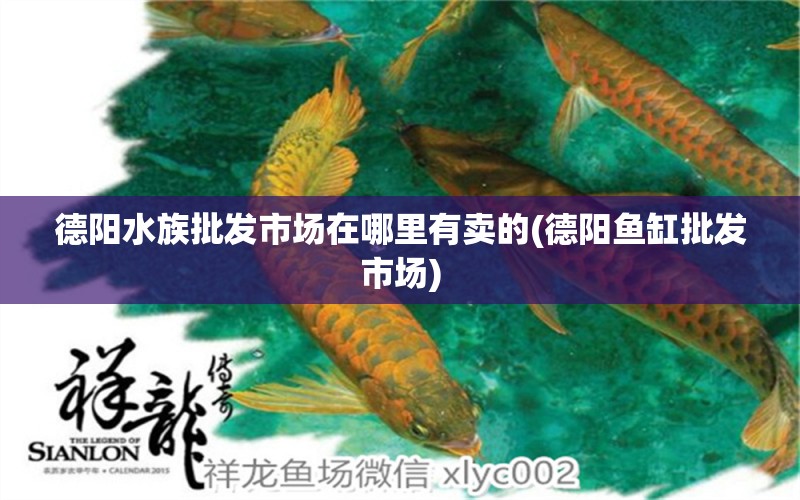 德阳水族批发市场在哪里有卖的(德阳鱼缸批发市场) 观赏鱼水族批发市场