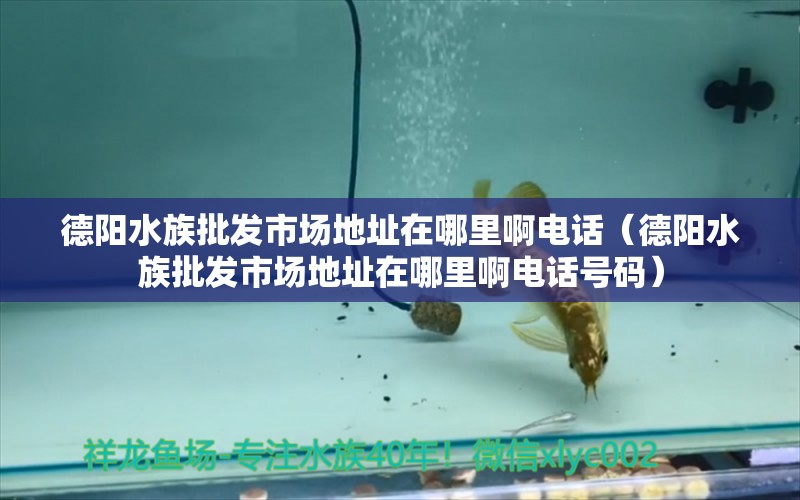 德阳水族批发市场地址在哪里啊电话（德阳水族批发市场地址在哪里啊电话号码） 观赏鱼水族批发市场