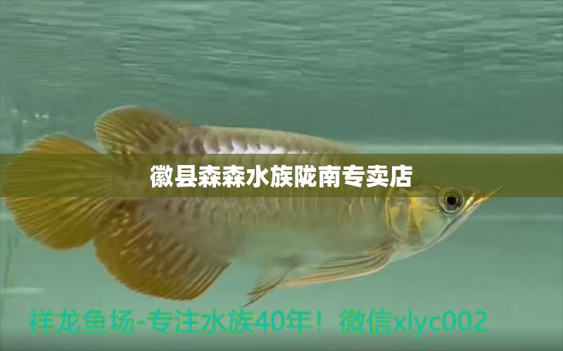 徽县森森水族陇南专卖店 全国水族馆企业名录