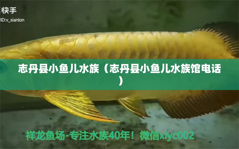 志丹县小鱼儿水族（志丹县小鱼儿水族馆电话） 全国水族馆企业名录