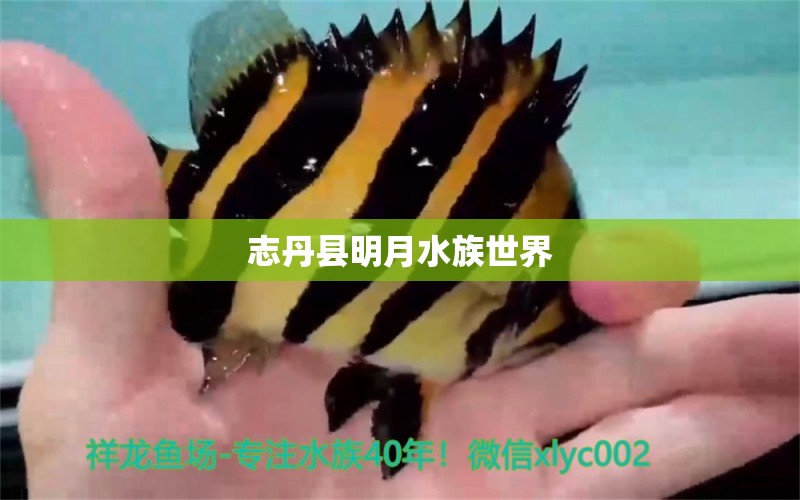 志丹县明月水族世界 全国水族馆企业名录