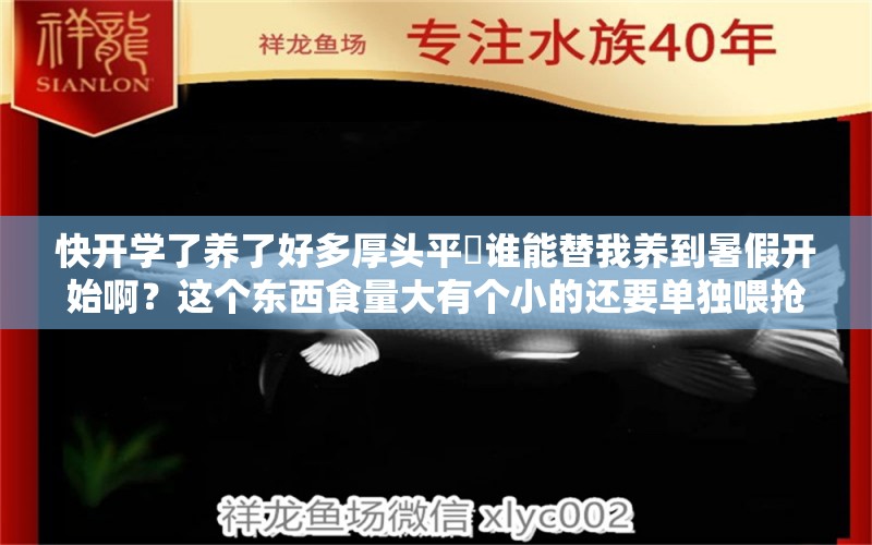 快开学了养了好多厚头平鲉谁能替我养到暑假开始啊？这个东西食量大有个小的还要单独喂抢不到 大白鲨鱼