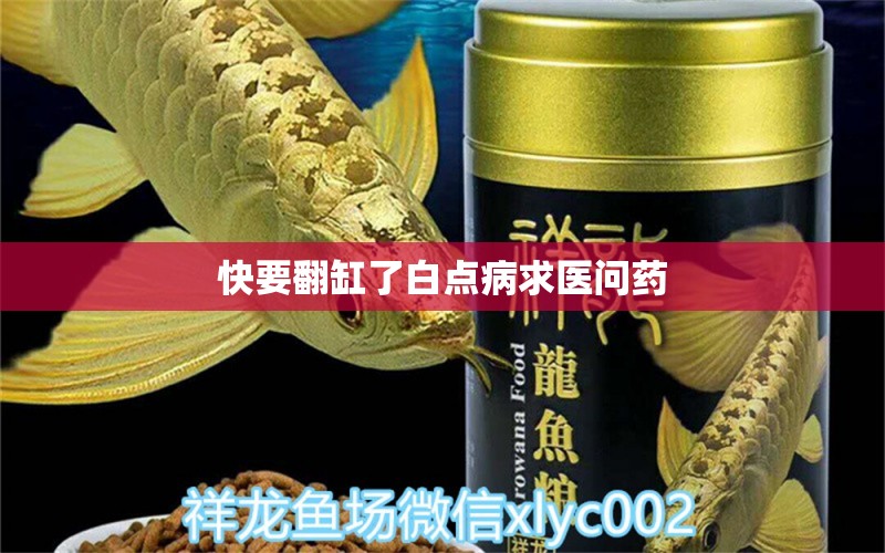 快要翻缸了白点病求医问药 龙鱼疾病与治疗