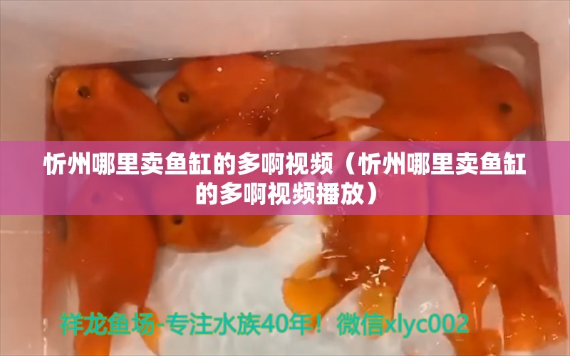 忻州哪里卖鱼缸的多啊视频（忻州哪里卖鱼缸的多啊视频播放）