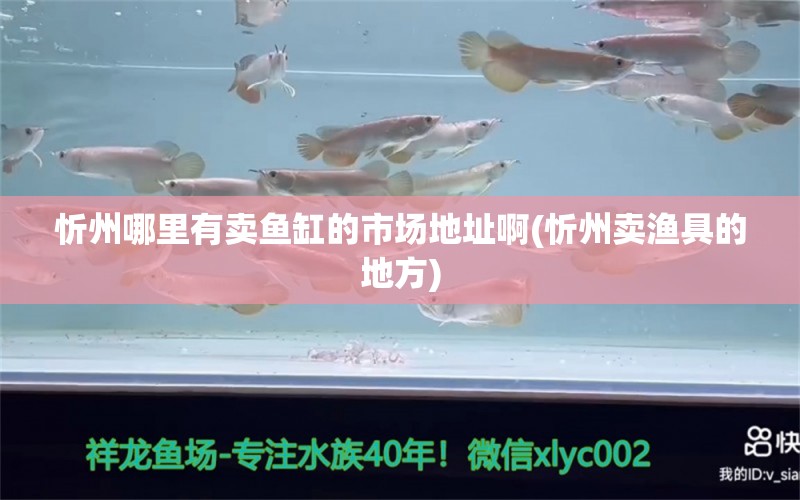 忻州哪里有卖鱼缸的市场地址啊(忻州卖渔具的地方) 祥龙金禾金龙鱼 第1张