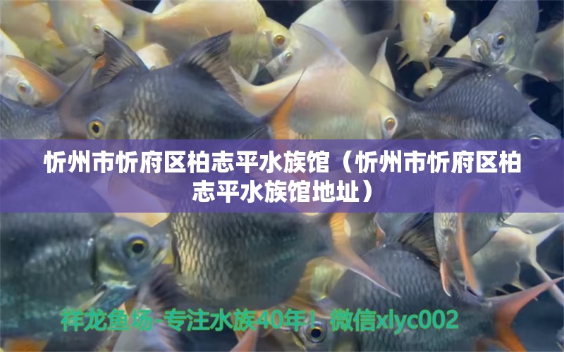 忻州市忻府区柏志平水族馆（忻州市忻府区柏志平水族馆地址）