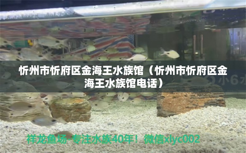 忻州市忻府区金海王水族馆（忻州市忻府区金海王水族馆电话）