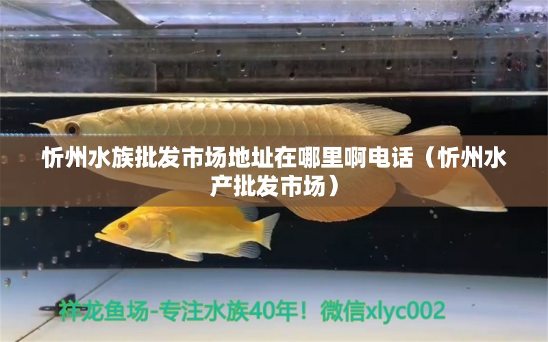 忻州水族批发市场地址在哪里啊电话（忻州水产批发市场） 白化火箭鱼