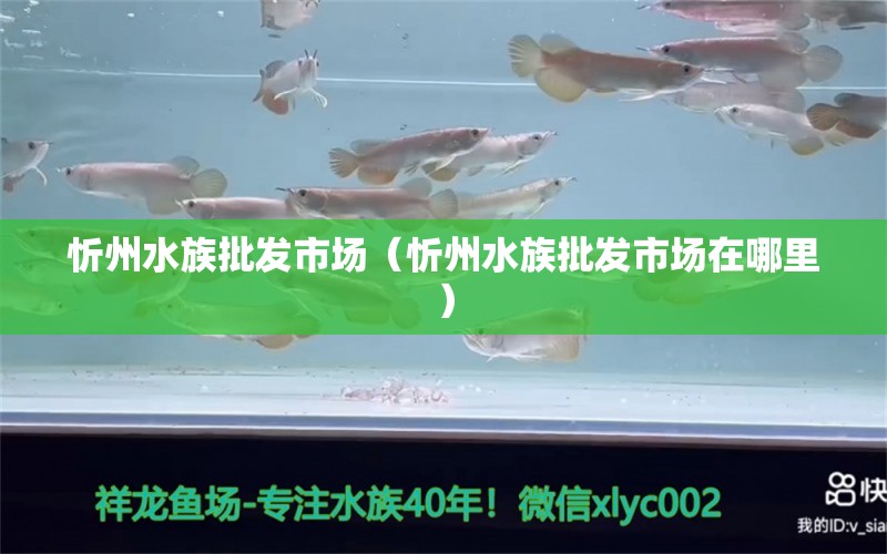 忻州水族批发市场（忻州水族批发市场在哪里）