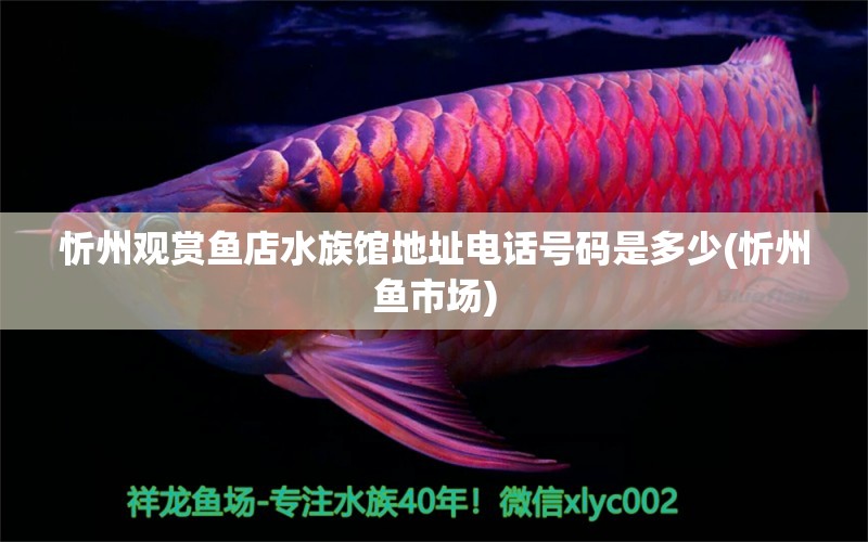 忻州观赏鱼店水族馆地址电话号码是多少(忻州鱼市场)