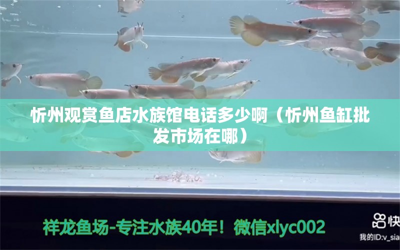 忻州观赏鱼店水族馆电话多少啊（忻州鱼缸批发市场在哪）