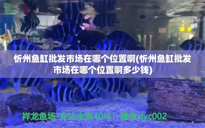 忻州鱼缸批发市场在哪个位置啊(忻州鱼缸批发市场在哪个位置啊多少钱) 观赏鱼市场