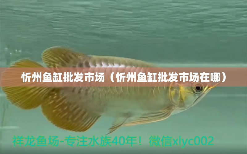 忻州鱼缸批发市场（忻州鱼缸批发市场在哪） 观赏鱼水族批发市场