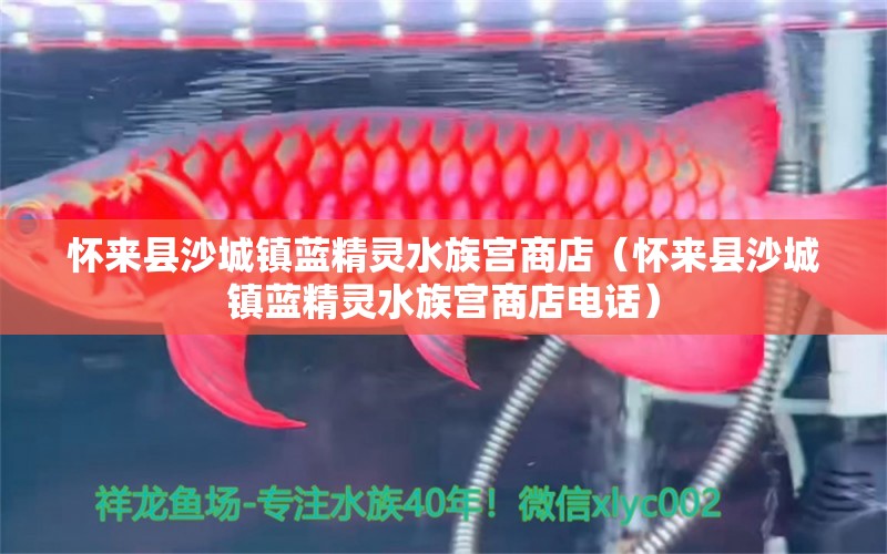 怀来县沙城镇蓝精灵水族宫商店（怀来县沙城镇蓝精灵水族宫商店电话）