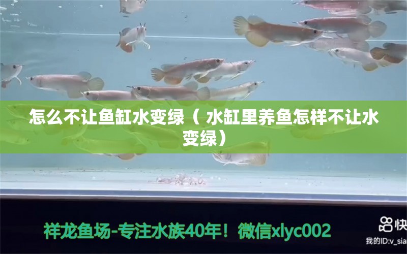 怎么不让鱼缸水变绿（ 水缸里养鱼怎样不让水变绿）