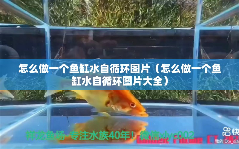 怎么做一个鱼缸水自循环图片（怎么做一个鱼缸水自循环图片大全）