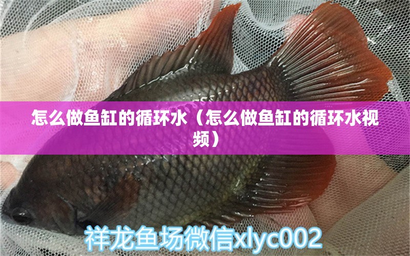 怎么做鱼缸的循环水（怎么做鱼缸的循环水视频） 其他品牌鱼缸