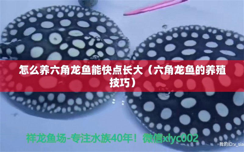 怎么养六角龙鱼能快点长大（六角龙鱼的养殖技巧） 水族问答 第1张