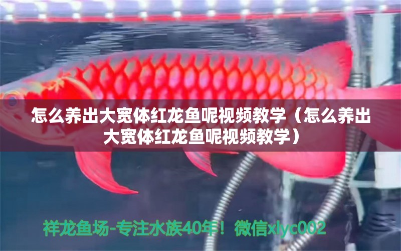 怎么养出大宽体红龙鱼呢视频教学（怎么养出大宽体红龙鱼呢视频教学） 大正锦鲤鱼