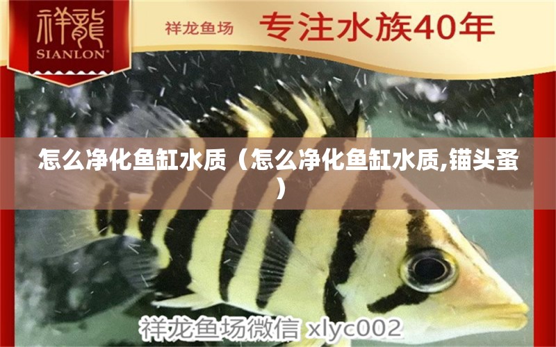 怎么净化鱼缸水质（怎么净化鱼缸水质,锚头蚤） 祥龙水族医院