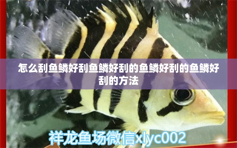 怎么刮鱼鳞好刮鱼鳞好刮的鱼鳞好刮的鱼鳞好刮的方法 水族品牌 第1张