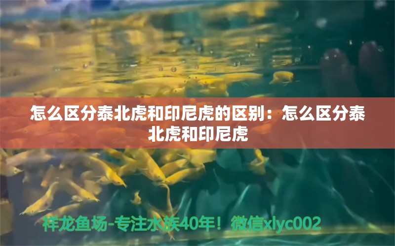 怎么区分泰北虎和印尼虎的区别：怎么区分泰北虎和印尼虎