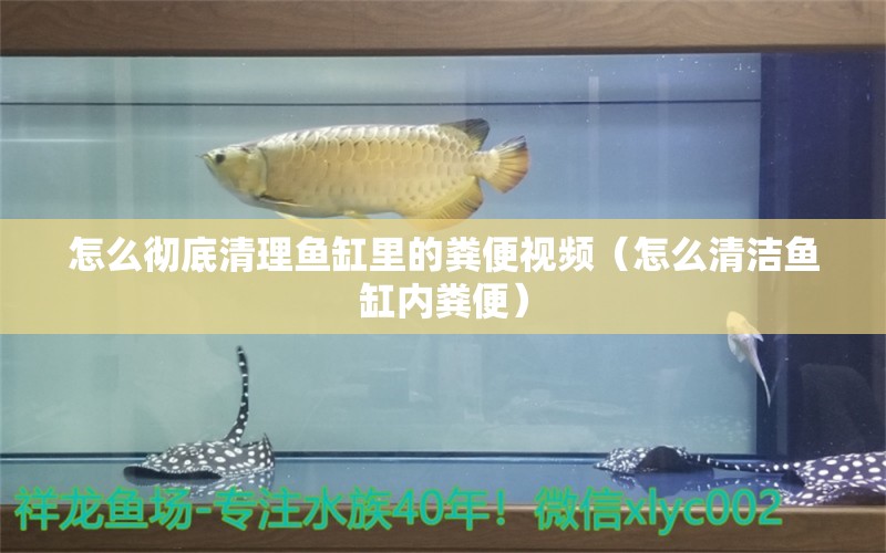 怎么彻底清理鱼缸里的粪便视频（怎么清洁鱼缸内粪便）