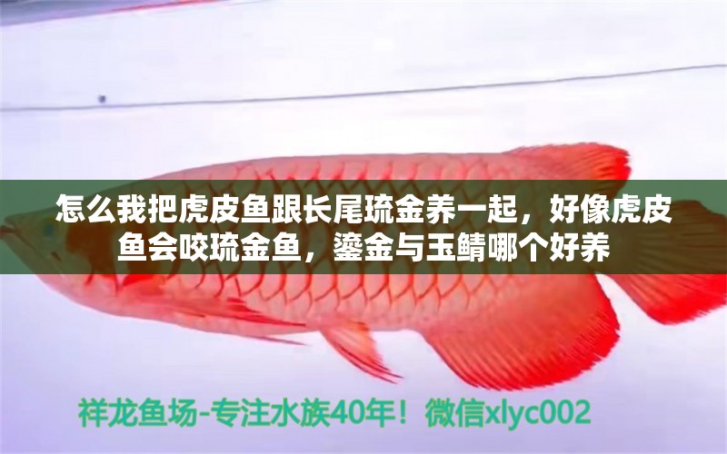 怎么我把虎皮鱼跟长尾琉金养一起，好像虎皮鱼会咬琉金鱼，鎏金与玉鲭哪个好养 观赏鱼 第1张