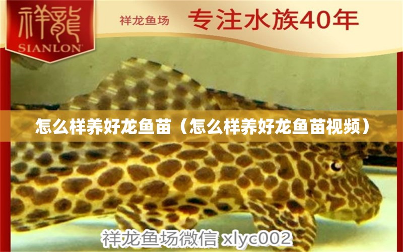 怎么样养好龙鱼苗（怎么样养好龙鱼苗视频） 祥龙水族医院